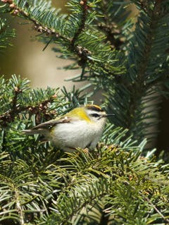 Das Sommergoldhähnchen. Der quirlige Winzling wiegt nur 5-7gr. (Bild: Hans Aeschlimann)
