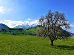 Wunderbare grüne Wiesen in der Naturlandschaft in Stans. (Bild: Urs Gutfleisch, 28. März 2019)