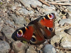 Ein Tagpfauenauge wärmt sich auf einem Waldweg bei St. Gallen. (Bild: Toni Bürgin)