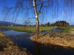 Frühlingserwachen im Auer Riet. (Bild: Toni Sieber)