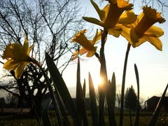 Osterglocken bei Sonnenuntergang. (Bild: Toni Sieber)