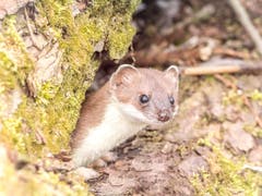 Ein Wiesel, bereits im Frühlingskleid, macht sich auf die Jagd nach Nahrung. (Bild: Matthias Kopp)