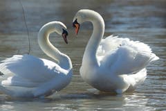 Schwanenherz, gesehen am Bodensee. (Bild: Hans Aeschlimann)