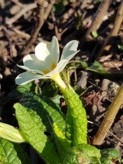 Der Sonne entgegen...(Bild: Reto Schlegel)