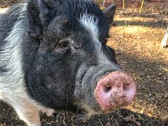Miss Piggy ganz nah...(Bild: Toni Sieber)