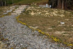 Der Huflattich markiert den Weg auf dem Rütiweierdamm. (Bild: Franz Häusler)