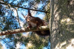 Dieses Eichhörnchen hat Keine Angst vor dem Fotografen. (Bild: Luciano Pau)
