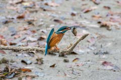 Altenrhein: Der Eisvogel ist ein geschickter Angler. (Bild: Edgar Huber)