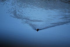 Das Blesshuhn als Künstlerin auf dem Hüttwiler Weiher. (Bild: Walter Schmidt)