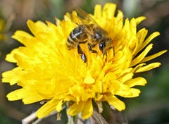 Übervoll mit Pollen – die nächste Blüte wartet schon auf eine Bestäubung. (Bild: Bruno Schuler, Buochs, 31.03.2019)