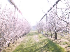 Die Apfelblüten spriessen, fotografiert in Ermatingen. (Bild: Nicolas Giovanettoni)