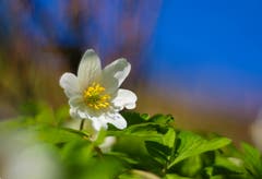 Im Wald entdeckt man jetzt viele Buschwindröschen. Sie blühen nun, solange die Bäume noch kein Laub haben und sie genug Licht bekommen. (Bild: Petra Jung, Hämikon, 31.03.2019)
