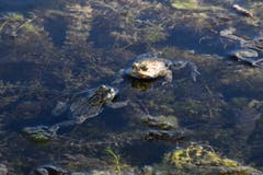 Froschkonzert im Friedhofsweiher (Ostfriedhof). (Bild: Mattias Dolder)