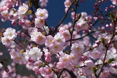 Mandelblüten-Pracht. (Bild: Mattias Dolder)
