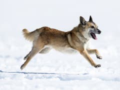 Hündin Flo in Aktion an den Schweizer Meisterschaften der Lawinenhunde im Berner Oberland. (Bild: KEYSTONE/ANTHONY ANEX)