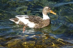 Synergie von Feder- und Wassermuster. (Bild: Jeannette Gabathuler)