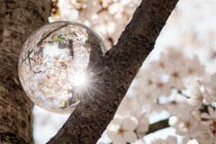 Frühlingserwachen auf dem Siemens Areal in Zug. (Bild: Anita Imfeld-Leu, Zug, 31. März 2019)