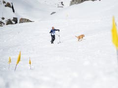 Realistische Übungsanlage: Hans Hartmann unterwegs bei der Grobsuche mit Hündin Xara an den Schweizer Meisterschaften der Lawinenhunde. (Bild: KEYSTONE/ANTHONY ANEX)