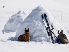 Nach der Arbeit kommt das Vergnügen: Ein Hund entspannt sich an den Schweizer Meisterschaften der Lawinenhunde in der Nähe von Adelboden BE. (Bild: KEYSTONE/ANTHONY ANEX)