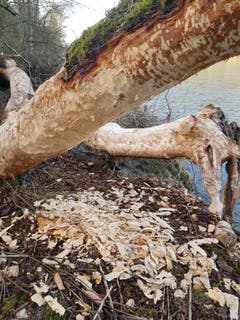 Der Biber war fleissig an der Thur im Ghögg, Bischofszell. (Bild: Reto Schlegel)