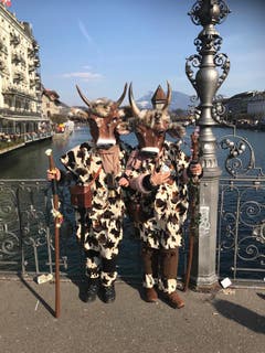 Zwei Kühe geniessen die Sonne an der Luzerner Fasnacht. (Bild: Leserin Gabrielle Delacroix)
