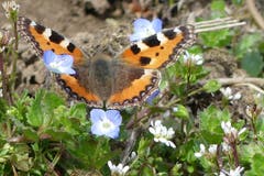 Der Kleine Fuchs auf einem Frühlingsausflug oberhalb Abtwil. (Bild: Wolfgang Ponader)