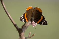 Der Admiral ist wieder unterwegs in Montlingen (Bild: Toni Sieber)