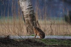 Ein früher Osterhase in der Au. (Bild: Toni Sieber)