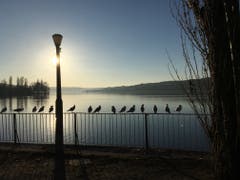 Möven geniessen die abendliche Vorfrühlings-Sonne auf dem Seeschulhausplatz in Steckborn. (Bild: Jürg Beck)