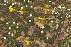 Fasnacht trifft auf Frühling, gesehen in Flawil. (Bild: Andreas Ricklin)