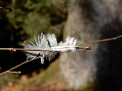Herrlich, was uns die wunderschöne Natur immer wieder zum Fotografieren bietet. (Bild: Margrith Imhof-Röthlin, Meggen, 6. März 2019)