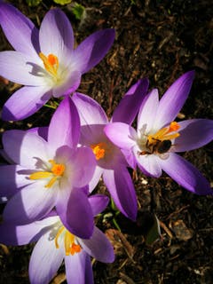 Frühling im Garten. (Bild: Anita Gross-Kern)