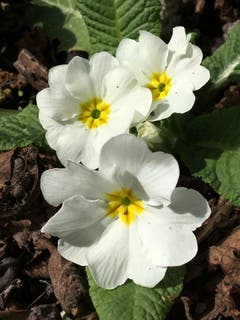 Primulaceae. (Bild: Toni Sieber)