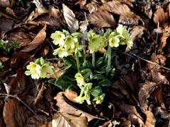 Schlüsselblumen zu entdecken bereits Anfang März, nein das ist wirklich so und kein Scherz! (Bild: Margrith Imhof-Röthlin, Küssnacht, 7. März 2019)
