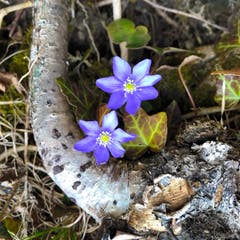 Die ersten Waldblümchen sind immer die schönsten! (Bild: Niklaus Roher, Sachseln, 6. März 2019)