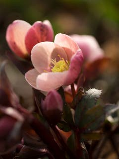 Lenzrosen öffnen ihre Blüten im zeitigen Frühling. (Bild: Priska Ziswiler, Ettiswil, 6. März 2019)