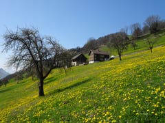 Frühling am «Birgäbärg». (Bild: Walter von Holzen, Ennetbürgen, 31. März 2019)