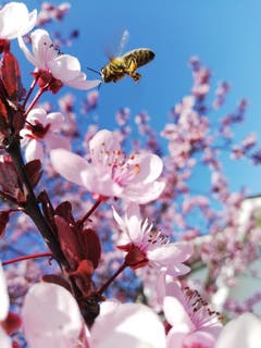 Ein japanischer Pflaumenbaum mit einer Biene. (Bild: Stella Ernst)
