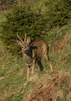 Aufmerksamer Rehbock (Bild: Hans Aeschlimann)