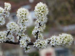 Der Frühling trägt sein Hochzeitskleid. (Bild: Josef Lustenberger, Wolhusen, 9. April 2019)