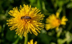 Eine Biene bei der Arbeit. (Bild: Daniel Hegglin, Zug, 9. April 2019)