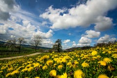Löwenzahnfelder verzaubern die Landschaft. (Bild: Vinzenz Blum, Mauensee, 9. April 2019)