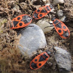 Eine Feuerwanzen-Gruppe in einem Garten in Wängi. (Bild: Ruedi Götz)