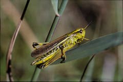 Die Sumpfschrecke (Stethophyma grossum). Bild: Albert Krebs