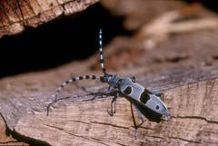 Der Alpenbock (Rosalia alpina). Bild: Albert Krebs)