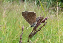 Der dunkle Wieseknopf-Ameisenbläuling (Maculinea nausithous). Bild: Florian Altermatt