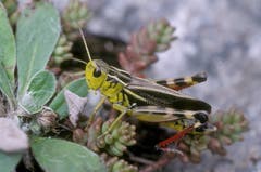 Die grosse Höckerschrecke (Arcyptera fusca). Bild: Albert Krebs