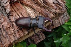 Der Hirschkäfer (Lucanus cervus). Bild: Albert Krebs