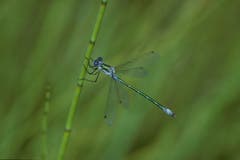 Die glänzende Binsenjungfer. (Lestes dryas). Bild: Albert Krebs