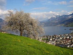 Frühlingsstimmung in Ennetbürgen. (Bild: Walter von Holzen, 9. April 2019)